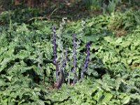 IMG 3438  la nature a du ressort.