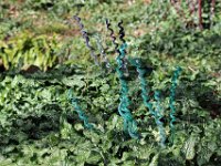 IMG 3439  tapis et invisibles.