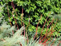 IMG 3444  cherchent la lumière