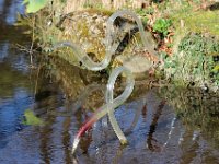 IMG 3494  en se désaltérant.