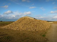 P1180853  A boissy , il y a des betteraves