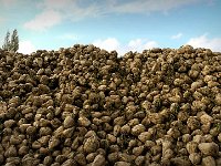 P1180854  On dirait des pierres