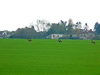 P1180855  et des bêtes rares