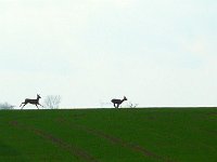 P1180863  à fond de train