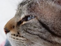 caputchi  A quoi pense notre Caputchi maintenant ?