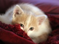 n1  Pierre-Henri cherche encore le prénom.