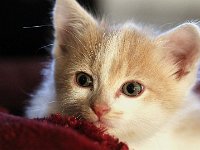 n4  avac sa tronche de cake.