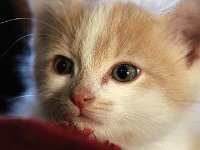 n7  Le nouvel habitant de Boissy le Sec.