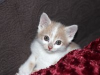 noisette  un petit nouveau : Noisette.