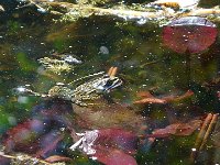 P1190056  Les grenouilles sont reines dans cet espace.