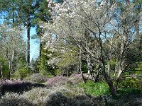 P1190059  les quelque 500 espèces et variétés de bruyères tapissant le sous-bois en rose et rubis, mauve, blanc ou saumon, ornent aussi les plates-bandes sur les pelouses ou les bordures, tandis que les rosiers suivent tantôt l’ordonnance stricte du jardin géométrique, tantôt enroulent leurs guirlandes fleuries autour des arbres.
