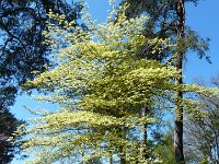 P1190062  Rarement ,nous avons visité un truc aussi fleuri , sauf peut-etre la parc floral de Vincennes.