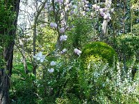 P1190063  La fée a mixer les espèces.