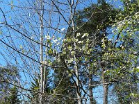 P1190064  Sur un site de 14 hectares de forêt à l’abandon acquis en 1969, les travaux ont commencé en 1972 nécessitant un long travail de défrichement manuel pour respecter la nature.