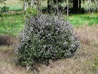 P1190065  Nueé de pétales