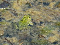 P1190066  Et toujours les grenouilles