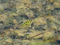 P1190067  Tranquilles , comme le dit Cabrel.