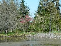 P1190069  L’introduction des espèces botaniques est conduite avec prudence et discernement.