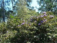 P1190075  Une touche de rhododendrons.