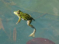 P1190076  Un doigt sur le nénuphar