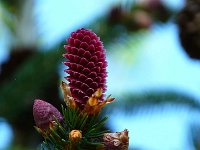 P1190078  Une pomme de pin