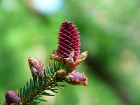 P1190079  Changeons de fond et votez pour celui que vous préférez?