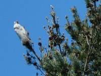 P1190080  Les chenilles sont hélas parvenues jusqu'à Orléans.