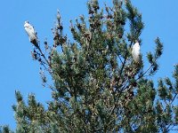 P1190081  Une compagnie désagréable.