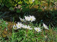 P1190082  Les paquerettes.