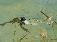 P1190087  Et toujours les grenouilles.