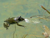 P1190089  A quoi peut-elle pensé ?