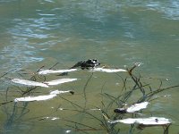 P1190091  A devenir aussi grosse que le boeuf ?