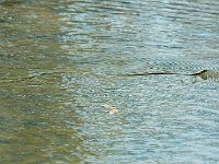 P1190093  Mais voilà, la couleuvre qui a lu la fable de La Fontaine préfére les grenouilles. Attirée par l'odeur à manger , soudain un éclair traverse le miroir d'eau.