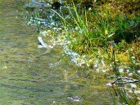 P1190094  Raté , on l'a un peu dérangée en courant avec l'appareil photo.