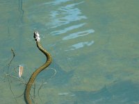 P1190095  Cependant , elle n'est pas rancunière et pose pour la postérité.