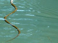 P1190097  J'ai raté la tête dans la précipitation.