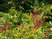 P1190099  Sureau de la Loire.