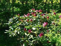 P1190103  Nous sommes dans un autre parc. IL est fermé, mais le propriétaire nous trouvant dans le jardin nous accueille avec bienveillance à la Javalière. Le rhododendron ne s'offusque pas de notre présence.
