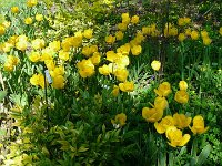 P1190104  Les tulipes jaunes