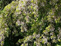 P1190108  débris de pétales