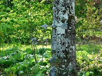 P1190109  Voilà , la sortie mais ce fut vraiment une belle journée avec  une vraie belle surprise.