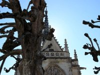 IMG 2109  Les arbres à tête de cerfs.