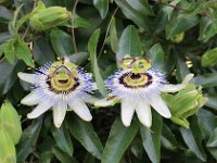 IMG 2302  Passiflore