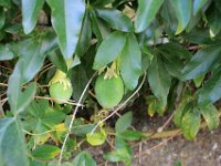 IMG 2305  les fruits