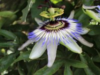 IMG 2306  La passiflore ou Passiflora caerula est une plante grimpante de la famille des Passifloracées, originaire d’Amérique tropicale et fréquemment cultivée dans les régions chaudes de la planète.