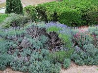 IMG 2422  Lavande bleue