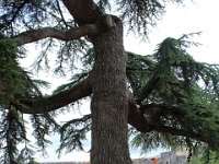 IMG 2449  oh, il est beau cet arbre.