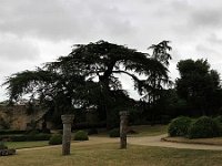 park  abrite un cèdre magnifique