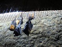 IMG 2321  Les chauve-souris sont douées.