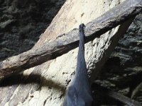 IMG 2322  Nous sommes à Doué la Fontaine.